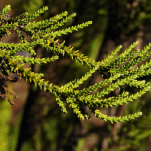 Palo Pichi, un poderoso antioxidante que forma parte de Sir Fausto